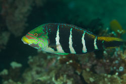 BD-110315-Puerto-Galera-3617-Hemigymnus-fasciatus-(Bloch.-1792)-[Barred-thicklip].jpg